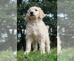 Small Photo #1 Labradoodle-Poodle (Standard) Mix Puppy For Sale in WARSAW, IN, USA