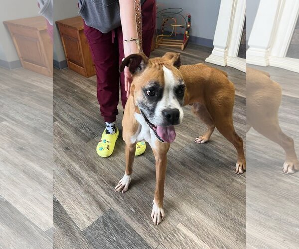 Medium Photo #12 Boxer Puppy For Sale in Burnsville, MN, USA