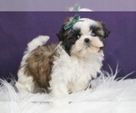 Small Photo #19 Shih Tzu Puppy For Sale in WARSAW, IN, USA