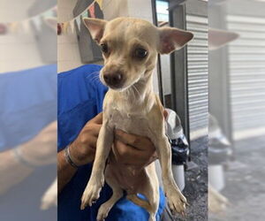 Chihuahua Dogs for adoption in San Bernardino, CA, USA