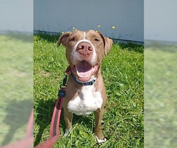 Medium Photo #2 American Staffordshire Terrier-Rottweiler Mix Puppy For Sale in Dana Point, CA, USA