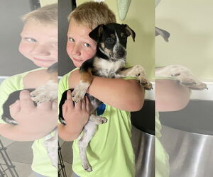 Beagle-Red Heeler Mix Dogs for adoption in Fenton, MO, USA