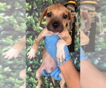 Small Black Mouth Cur Mix