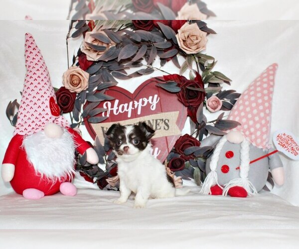 Medium Photo #2 Chihuahua Puppy For Sale in CHARLESTON, AR, USA