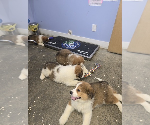 Medium Photo #7 Great Bernese Puppy For Sale in HARRIMAN, TN, USA