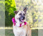 Small #6 German Shepherd Dog Mix
