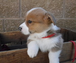 Small Photo #6 Pembroke Welsh Corgi Puppy For Sale in REDDING, CA, USA