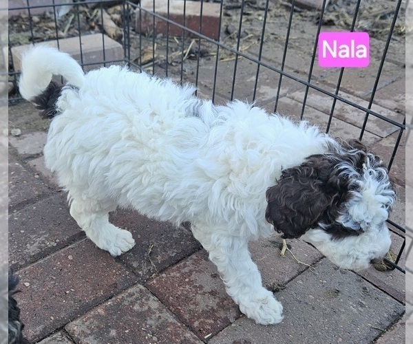 Medium Photo #4 Poodle (Miniature) Puppy For Sale in WHITEWATER, WI, USA