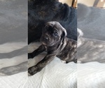 Small Photo #4 Mastiff Puppy For Sale in FULTON, NY, USA