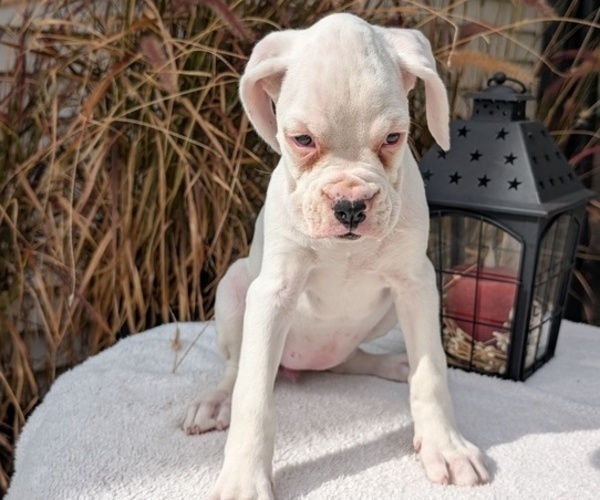 Medium Photo #13 Boxer Puppy For Sale in GOSHEN, IN, USA