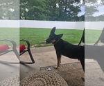 Small #3 German Shepherd Dog