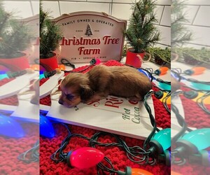 Dachshund Puppy for sale in JASPER, GA, USA