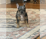 Puppy Puppy 4 French Bulldog