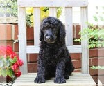 Small #3 Poodle (Standard)