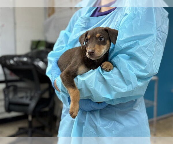 Medium Photo #1 Mutt Puppy For Sale in Raleigh, NC, USA