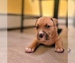 Small Photo #6 American Bully Puppy For Sale in OZONE PARK, NY, USA