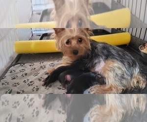 Mother of the Yorkshire Terrier puppies born on 03/12/2024