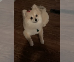 Mother of the Pomeranian puppies born on 01/27/2026