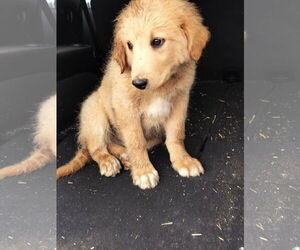 Golden Retriever-Unknown Mix Dogs for adoption in HOPKINSVILLE/PRINCETON, KY, NH, USA