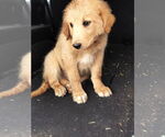 Small Golden Retriever Mix