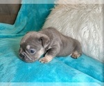 Small #7 French Bulldog