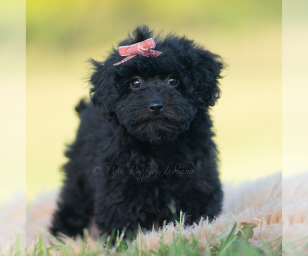 Medium Photo #1 Goldendoodle (Miniature) Puppy For Sale in WARSAW, IN, USA