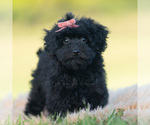 Puppy Marnie Goldendoodle (Miniature)