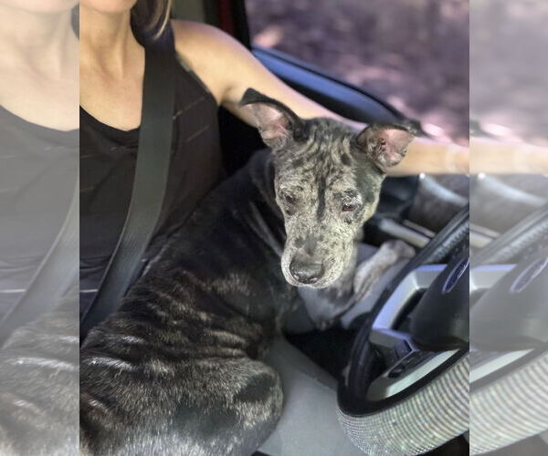 Medium Photo #2 Mutt Puppy For Sale in Ball Ground, GA, USA