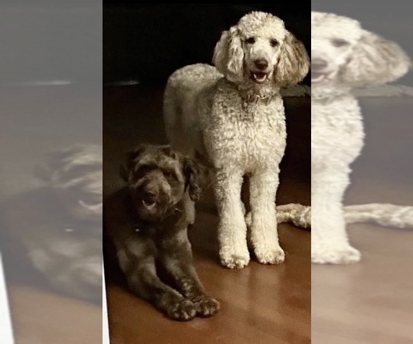 Medium Photo #4 Aussiedoodle Miniature -Poodle (Standard) Mix Puppy For Sale in COLLINSVILLE, MS, USA
