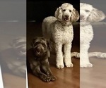 Litter of 2 - Male(s) and Female(s) Aussiedoodle Miniature -Poodle (Standard) MixLitter of Puppies for Sale - Photo #4