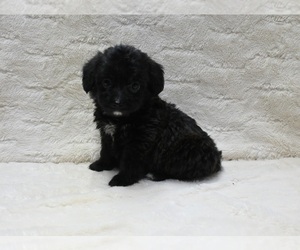 Pembroke Welsh Corgi-Poodle (Miniature) Mix Puppy for sale in FRESNO, OH, USA