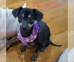 Small Photo #8 Chiweenie Puppy For Sale in San Antonio, TX, USA