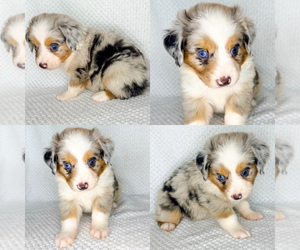 Miniature Australian Shepherd Puppy for sale in BROOKER, FL, USA
