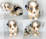 Image preview for Ad Listing. Nickname: Blue Merle male