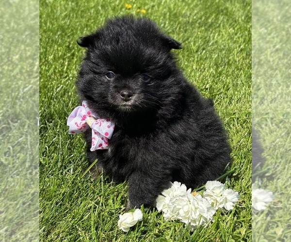 Medium Photo #8 Pomeranian Puppy For Sale in ROCK STREAM, NY, USA