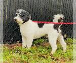 Small #2 Cavapoo