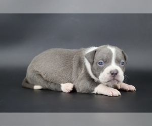 American Bully Puppy for sale in CHAMPAIGN, IL, USA