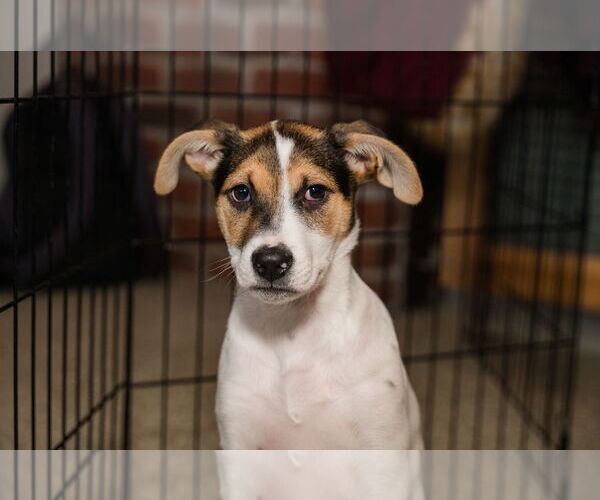 Medium Photo #1 Jack Russell Terrier-Unknown Mix Puppy For Sale in St. Louis Park, MN, USA