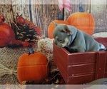Small Photo #9 French Bulldog Puppy For Sale in ROSEVILLE, CA, USA