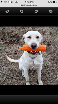 Medium Photo #1 Labrador Retriever Puppy For Sale in LOCUST GROVE, OK, USA
