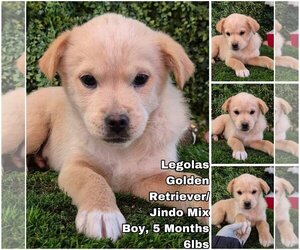 Golden Retriever-Unknown Mix Dogs for adoption in Seattle, WA, USA