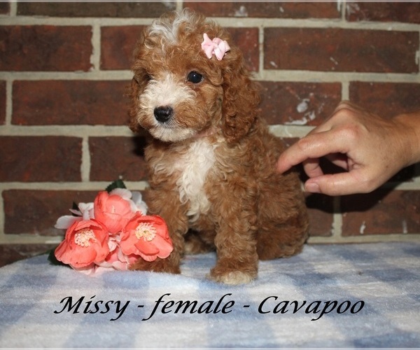 Medium Photo #1 Cavapoo (Miniature) Puppy For Sale in CLARKRANGE, TN, USA