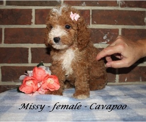 Cavapoo (Miniature) Puppy for sale in CLARKRANGE, TN, USA