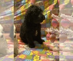 Small Photo #6 Labradoodle Puppy For Sale in COWARD, SC, USA