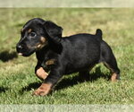 Small Dachsador
