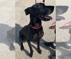 Freyja - Female Great Dane Dog for Adoption - Photo #3