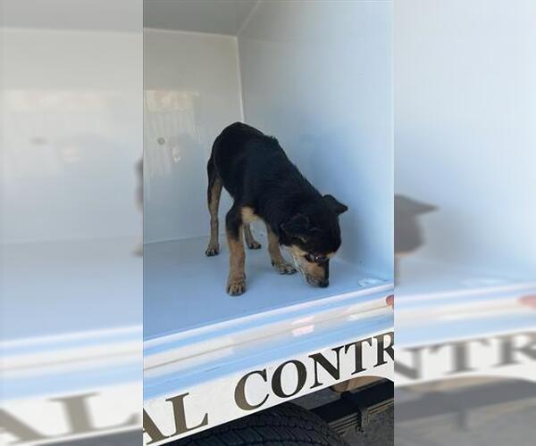 Medium Photo #1 Chihuahua Puppy For Sale in Houston, TX, USA