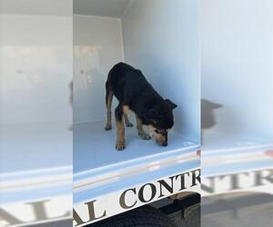 Chihuahua Dogs for adoption in Houston, TX, USA