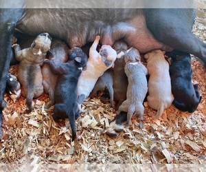 American Bulldog Puppy for Sale in COLUMBIA, Kentucky USA