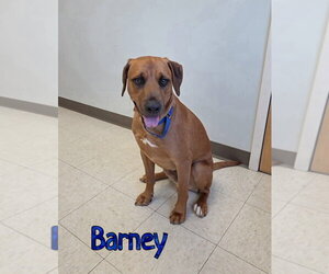 Barney - Male Mutt Dog for Adoption - Photo #3